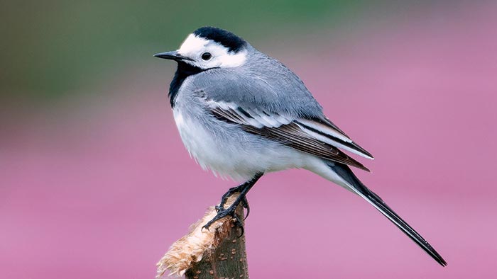 A white wagtail on the Danube Delta